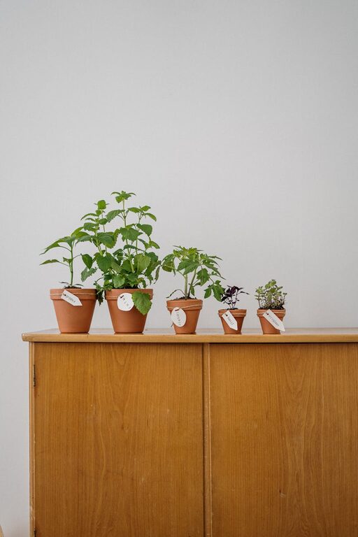 Simple Tips for Starting a Small Indoor Herb Garden at Home